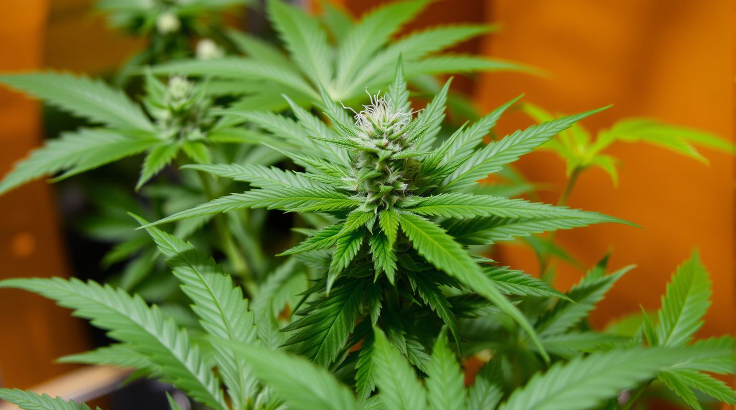 Der erfolgreiche Indoor-Anbau