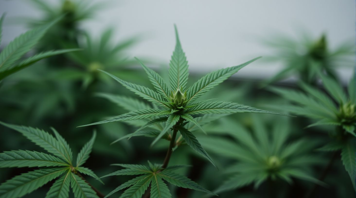 Optimale Lichtbedingungen für Cannabis